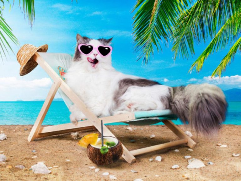 How To Keeping Cat Cool in Summer