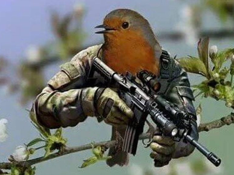 Pakistani spy pigeon' arrested, India claims