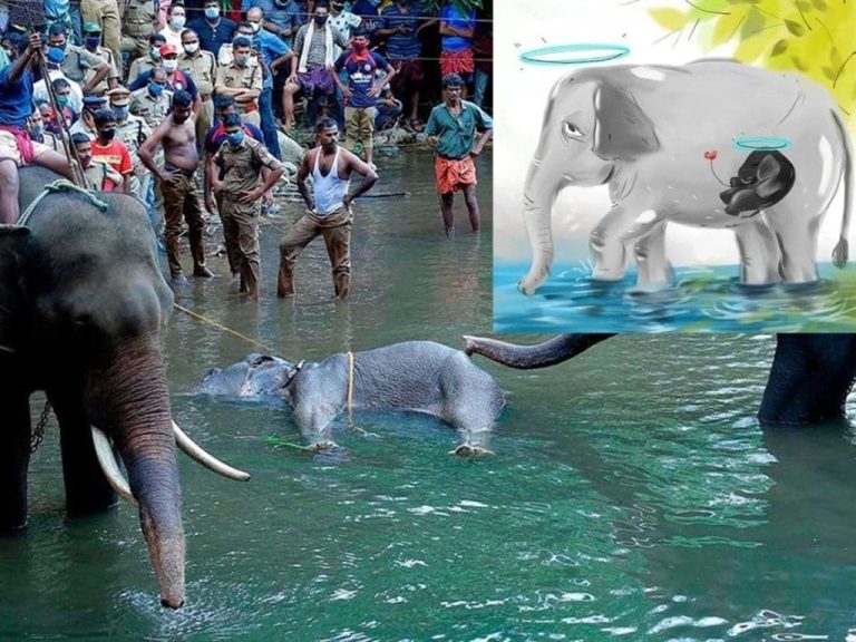 Pregnant Elephant Dies after Eating Fruit Packed with Firecracker