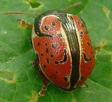 Insects On Google