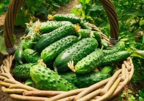 Cucumbers