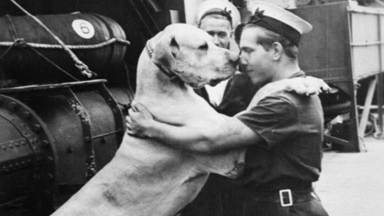 Here Are Top 10 Animal War Heroes