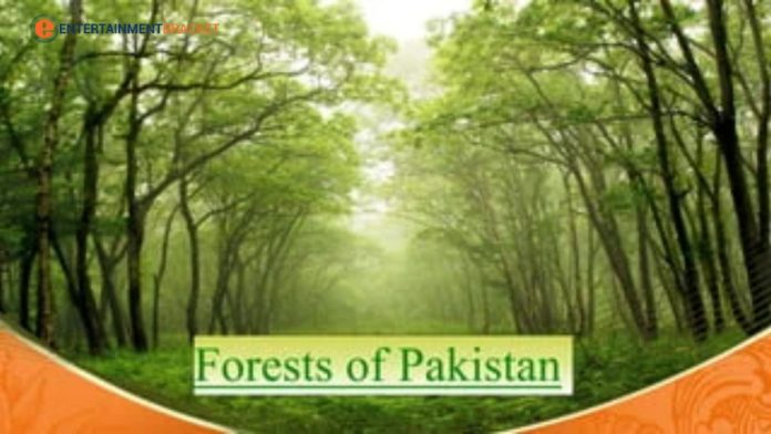 Types of Forests in Pakistan Reason and Effects of Deforestation