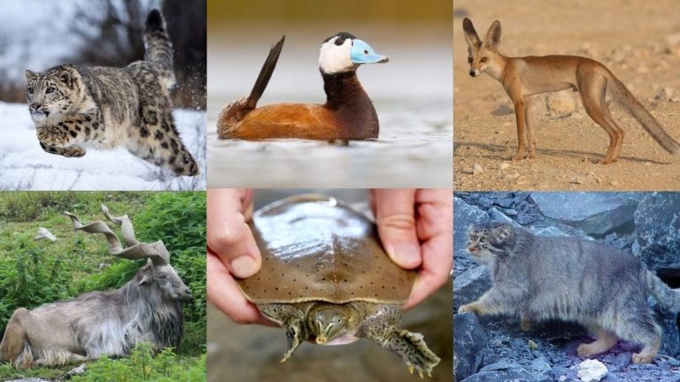 Exotic Animals