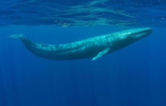 Blue Whales pakistan Animals