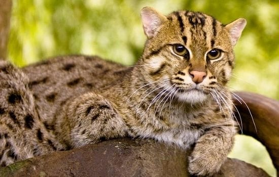 Fishing Cat Pakistan Animal