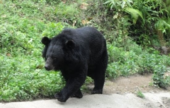Himalayan Black Bear Pakistan Animals