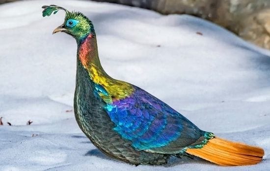 Himalayan Monal Pheasant Pakistan Animal