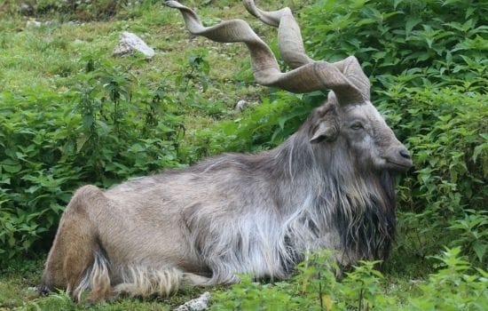 Markhor Pakistan Animal