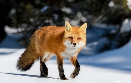 Red Fox Pakistan Animals