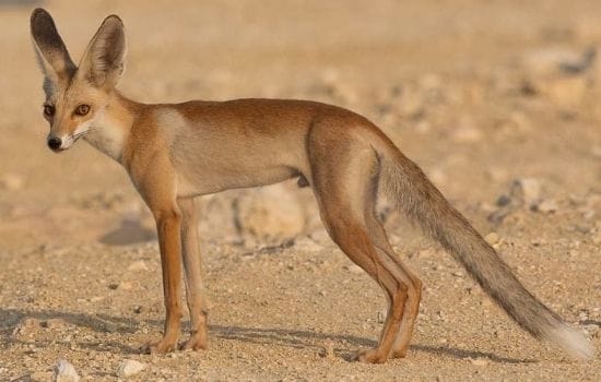 Rupppell's Fox Pakistan ANimals
