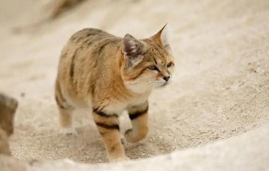Sand Cat Pakistan Animal
