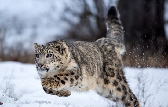 Snow Leopard pakistan Animal