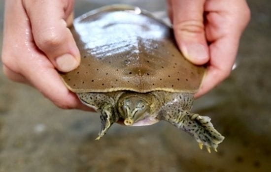 Soft Shelled Sea Turtle Pakistan animals