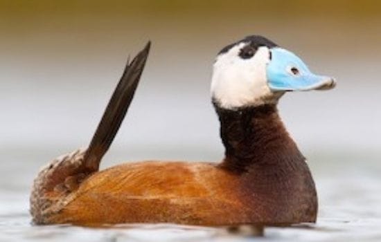 White-Headed Duck Pakistan Animal