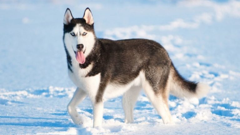 10 Most Dangerous Dogs