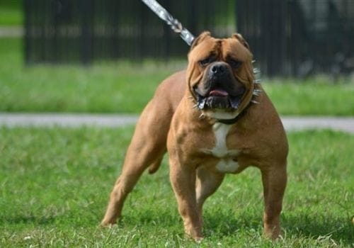 America Bandogge