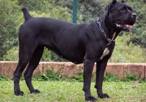 Cane Corso