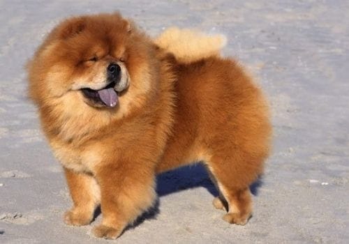 Chow Chow Dog