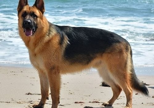 German Shepherds