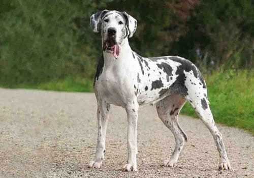 Great Dane