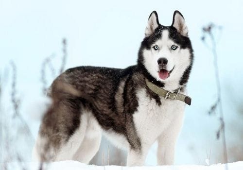 Huskies
