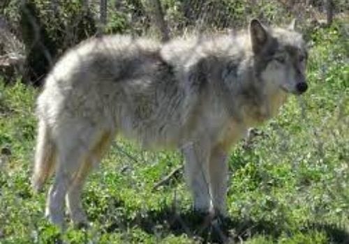 Hybrid Wolf-Dog