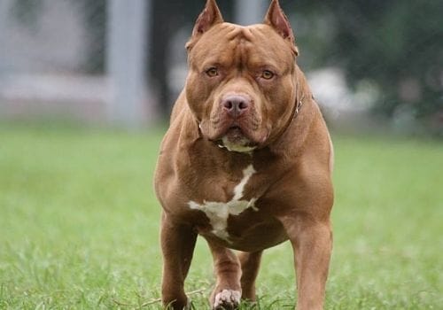 Pit Bull