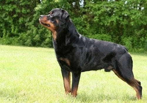 Rottweilers