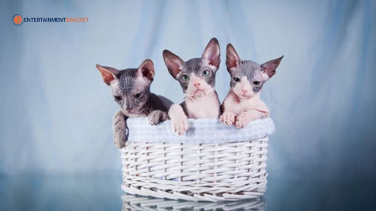 Exotic Cat Breeds You May Have Never Seen Before