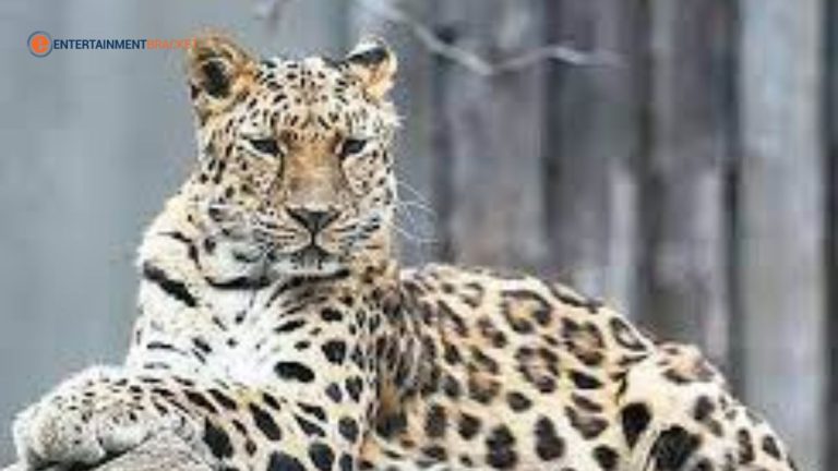 12 Rarest Animal Species in the World
