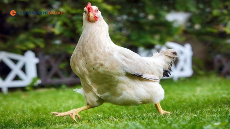 Chicken Meat Prices Break All Previous Records in Pakistan