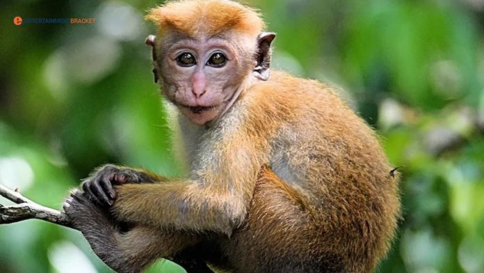 Srilanka Announced to Sell 1 Lac Monkeys to china