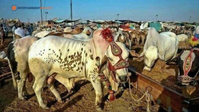 Eidul Azha 2026 Five cattle markets to be established in Karachi